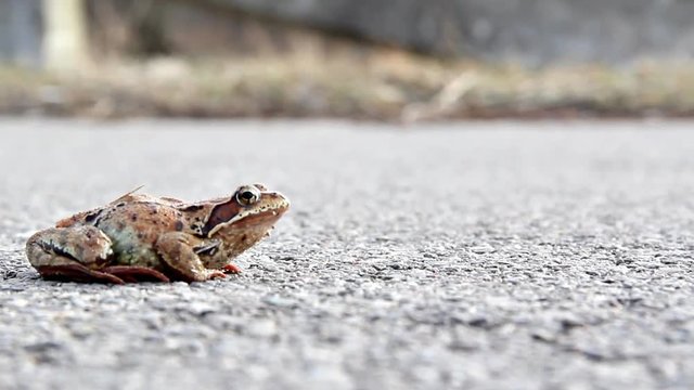 Frog croaks sitting on the pavement. Shallow depth of field.
