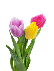 tulip flowers