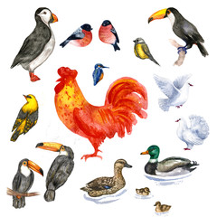 Raster watercolor and pencil set of various worldwide known birds. Illustration for biological, ornithological themes, special books, atlases, printed goods, ads, design element.