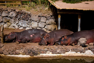 hippo at zoo
