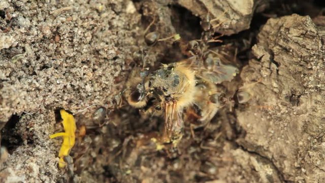 group of ants attacked the bee
