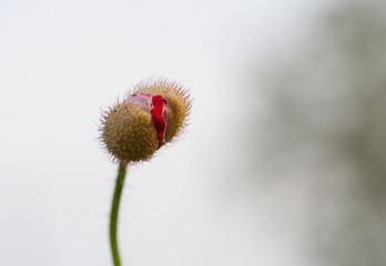 poppy bud