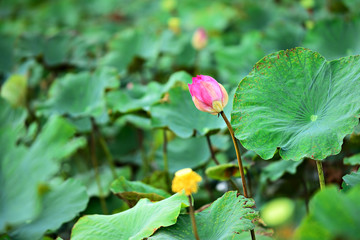 Obraz na płótnie Canvas Pink lotus on waer and green leaf
