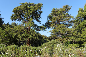 Fototapeta premium forêt de Costa verde en haute Corse