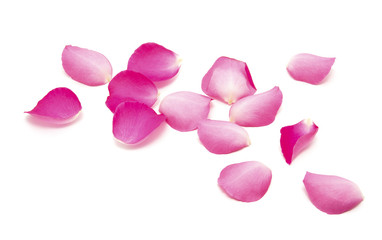 Petals of roses on a white background