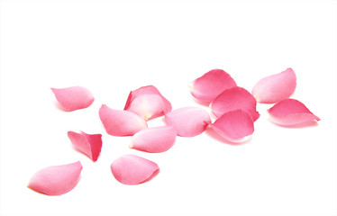 Petals of roses on a white background - obrazy, fototapety, plakaty