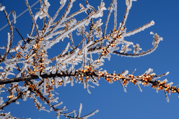 branch of sea-buckthorn with ripe fruits the covered snow