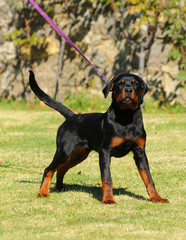 Purebred rottweiler dog