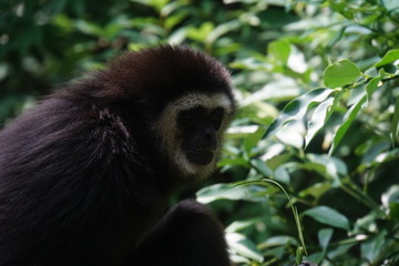 シロテテナガザル