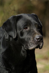 Labrador retriever dog