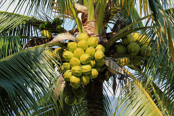 Fototapeta premium Coconut cluster on coconut tree