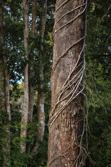 Fototapeta premium Tropical rainforest jungle vine wrapping around tree