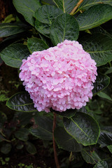 Pink hydrangea