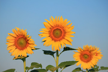 Obraz premium Yellow sunflowers and blue sky background