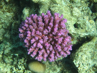sott'acqua © paolo