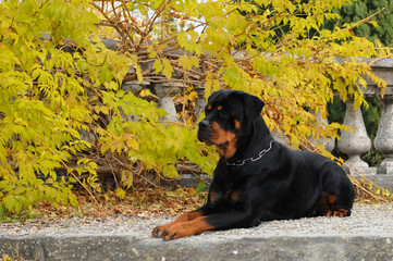 Purebred rottweiler dog