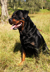Purebred rottweiler dog