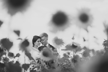 Beautiful couple in wedding day in the sunflowers field.