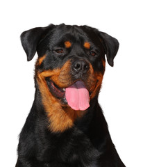 Purebred rottweiler dog