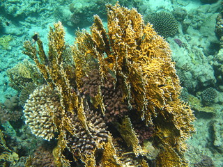 sott'acqua © paolo
