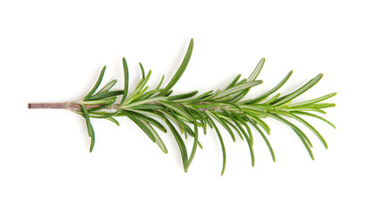 Twig of rosemary on a white background