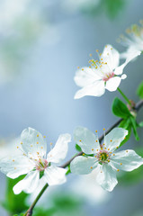 Obraz premium white cherry tree flower in spring