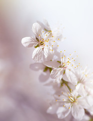 white cherry tree flower in spring