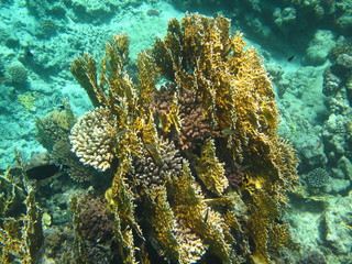 sott'acqua © paolo