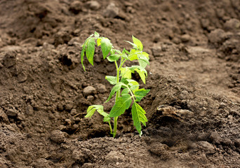Planting tomatoes in open ground.
