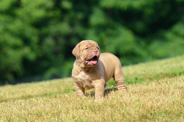 Dogue de Bordeaux, dog puppy.
