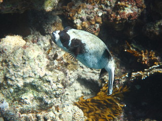 sott'acqua © paolo