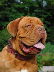 Dogue de Bordeaux