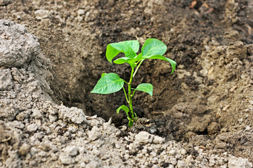 Planting peppers in the open ground.