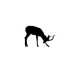 Black faced impala head down - Silhouette - Vector Illustration