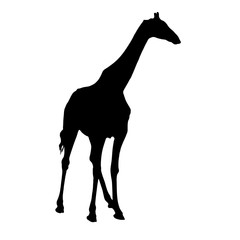 Little giraffe standing - Silhouette - Vector Illustration