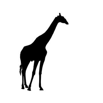 Big Giraffe standing - Silhouette - Vector Illustration