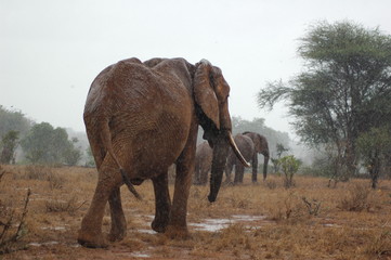 Fototapeta na wymiar african animals