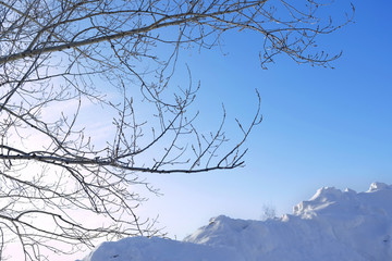 Fototapeta na wymiar Дерево зимой.