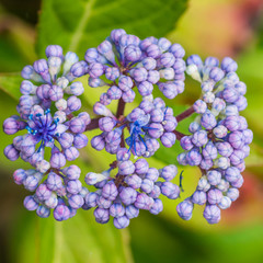 Budding Hydrangea