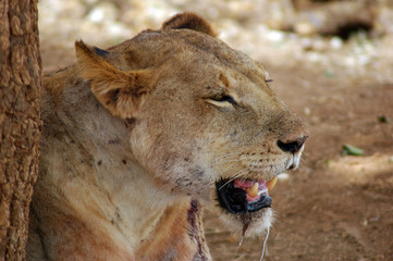 african animals