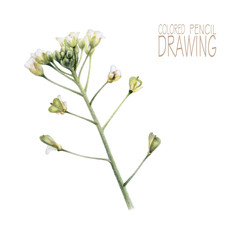 Illustration with spring plant drawn by hand with colored pencils. Pencil drawing. Floral element for design