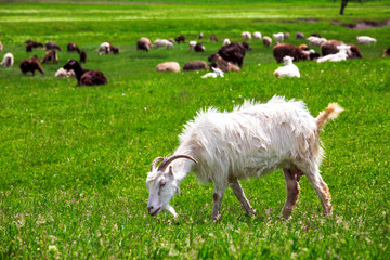 Obraz premium The goat is grazed on a lawn.