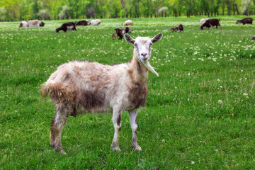 The goat is grazed on a lawn.