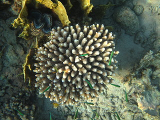 sott'acqua © paolo