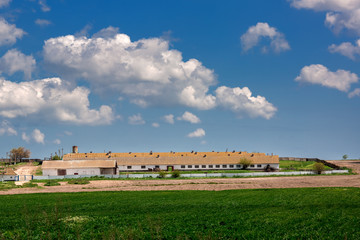 Fototapeta na wymiar Landscape wheat field with a farm.