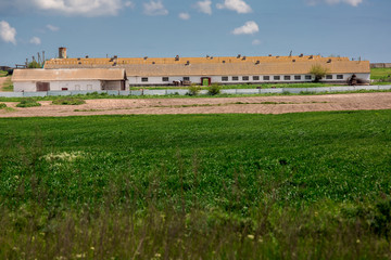 Landscape wheat field with a farm.