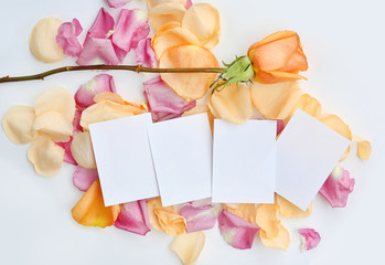 Empty Notepaper with rose flower and petals on white background.