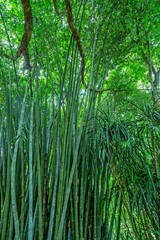 Fototapeta na wymiar Yellow bamboo in natural environment