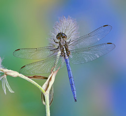 Dragonfly Orthetrum chrysostigma (male) on a plant
