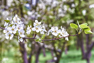 весеннее цветение